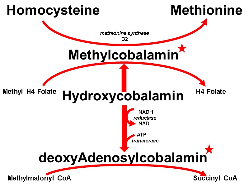 Homocysteine Methionine Methylcobalamin Hydroxycobalamin deoxyAdenosylcobalamin Methylmalonyl CoA       